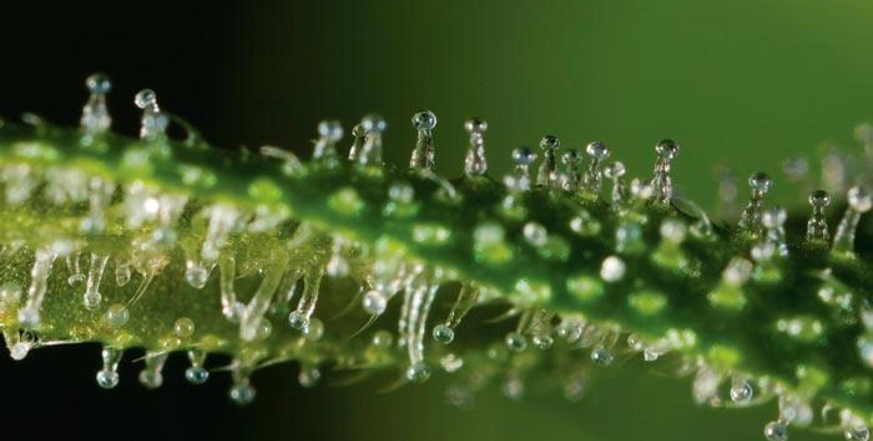 “Cannabinoides, confinamiento y ansiedad: mitos y realidades"