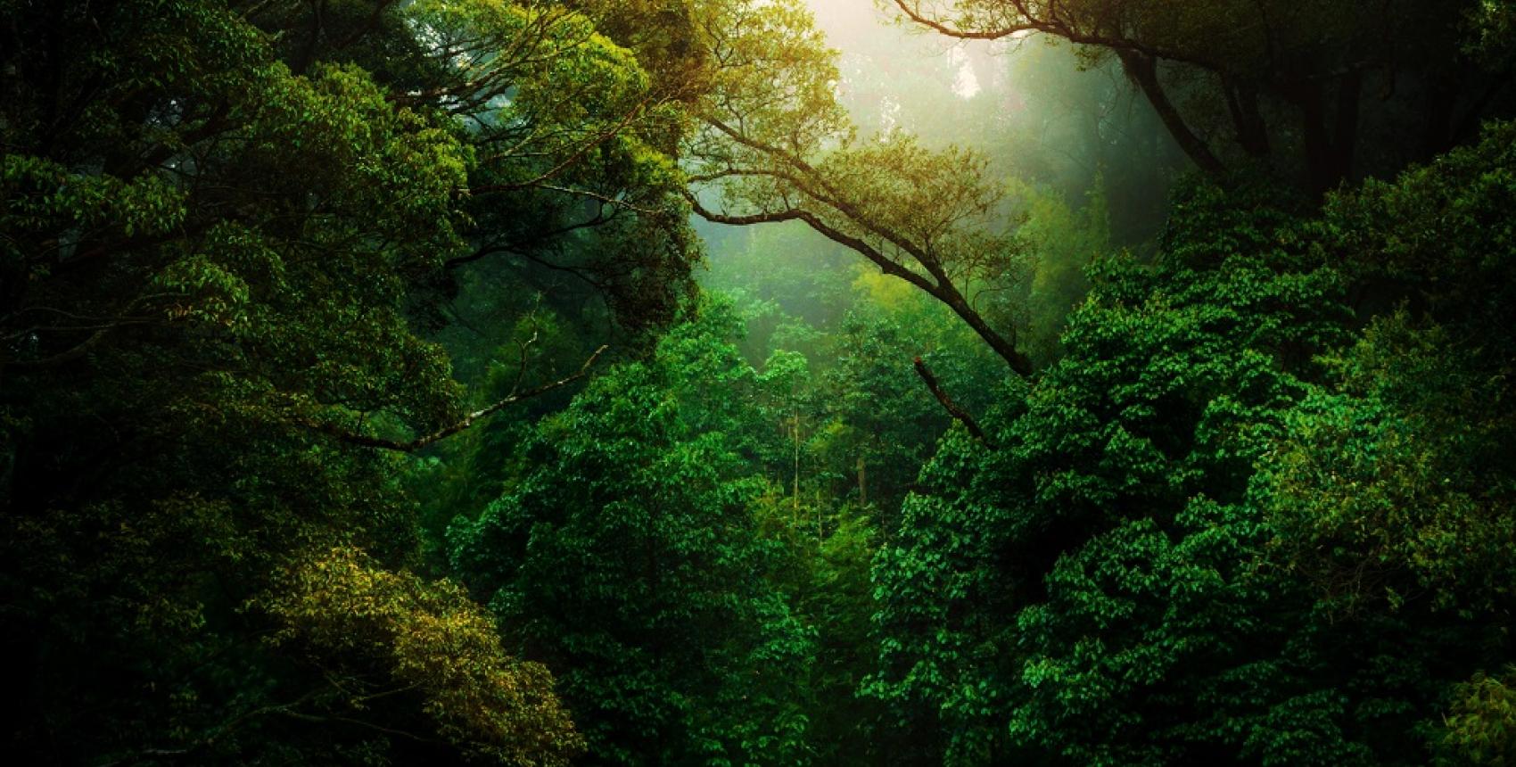 Propuestas sobre el Derecho al Medio Ambiente en la Nueva Constitución desde los Actores Sociales