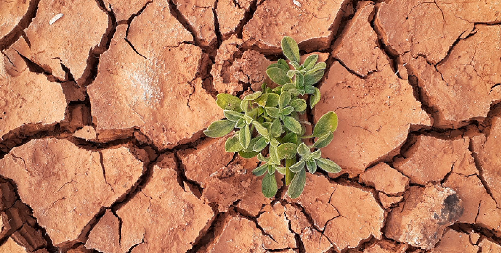 Conferencia “Transición Energética. Perspectiva de Abordaje, Ejes y Acciones Frente a la Crisis Climática Global”