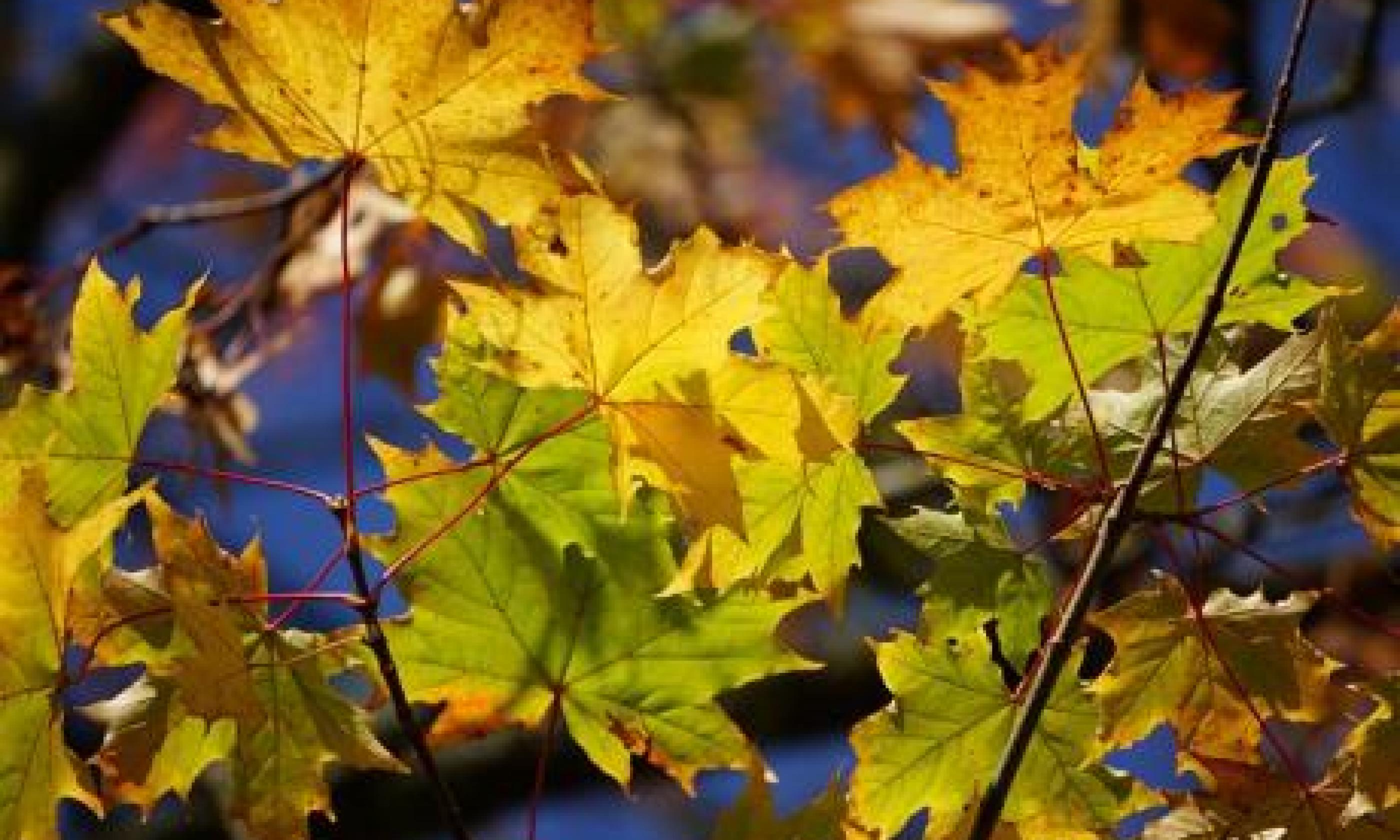 Docentes Usach participaron en “Jornadas estivales de gestión ambiental local"